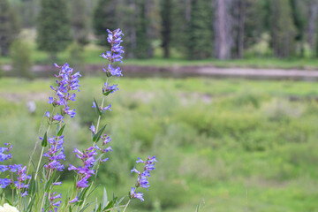 Macro View of a Snowy Penstemon Beautiful Purple Wild Flowers