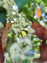 water guava plants with flowers that are in bloom