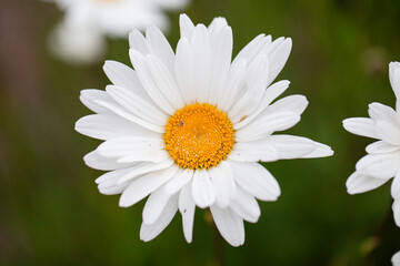 Macro View of a Leucanthemum White Daisy Flower