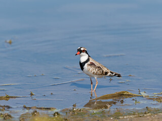 Black-fronted Dotterel (Charadrius melanops) wading along the shoreline with water in background.