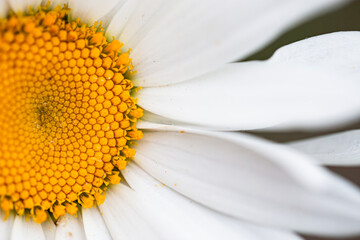 Macro View of a Leucanthemum White Daisy Flower