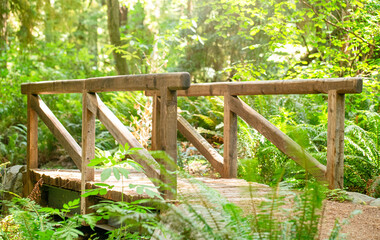 A Wooden Bridge in the Middle of a Beautiful Green Forest
