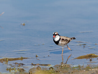 Black-fronted Dotterel (Charadrius melanops) wading along the shoreline with water in background.