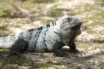 Black Spiny-tailed Iguana on grass at El Rey Archaeological Site in Cancún, Mexico