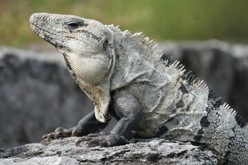 Black Spiny-tailed Iguana at El Rey Archaeological Site in Cancún, Mexico