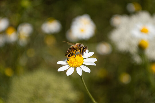 close-up of a bee collecting pollen from a chamomile flower