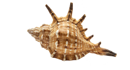 Isolated Seashell Detailed Texture Beach Animal Coastal Macro Close up