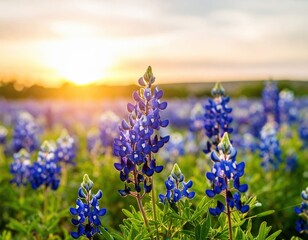 Sunset Over Texas Bluebonnet Field