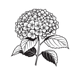 Detailed black and white illustration of a blooming hydrangea flower with lush leaves