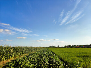 Expansive Agricultural Landscape under a Clear Blue Sky with Vibrant Crops