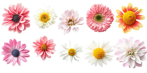 Nine colorful flowers, various types and pastel shades