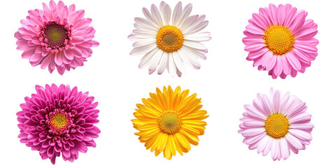 Six vibrant flowers in various shades of pink, white, and yellow