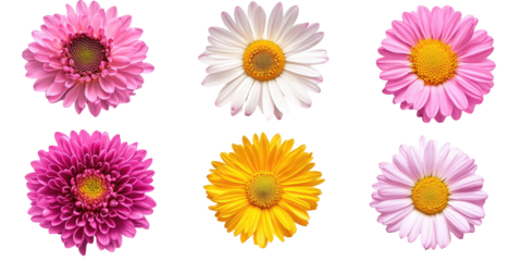Six vibrant flowers in various shades of pink, white, and yellow