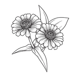 Elegant black and white illustration of two detailed zinnia flowers and leaves