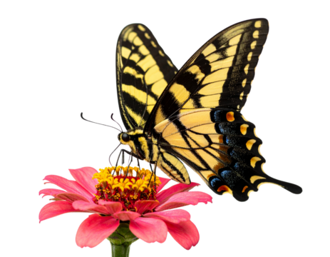 Abstract Silhouette of Butterfly with Geometric Wings, isolated on a transparent background