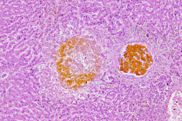 Pathology and Histology Tissue of Mammals under microscope.