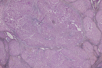 Pathology and Histology Tissue of Mammals under microscope.