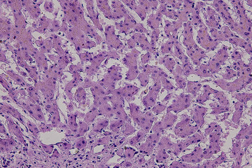 Pathology and Histology Tissue of Mammals under microscope.