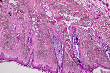 Pathology and Histology Tissue of Mammals under microscope.