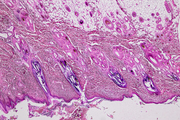 Pathology and Histology Tissue of Mammals under microscope.