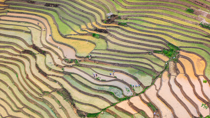 Hmong farmers prepare their fields and plant rice on terraced fields in Mu Cang Chai, Yen Bai. Photo taken in Yen Bai on June 22, 2025.
