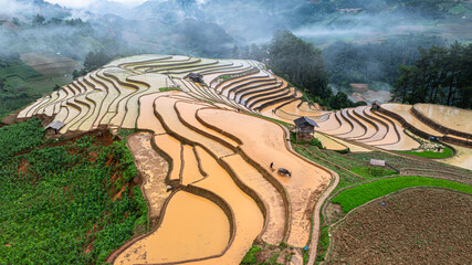 Hmong farmers prepare their fields and plant rice on terraced fields in Mu Cang Chai, Yen Bai....