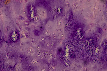 Pathology and Histology Tissue of Mammals under microscope.