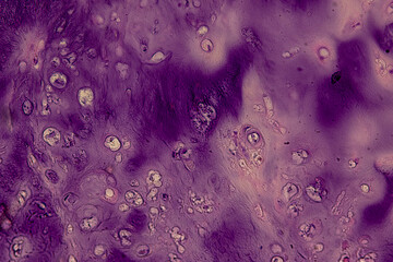 Pathology and Histology Tissue of Mammals under microscope.