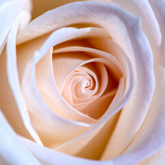 Close-up macro of a beautiful pink rose with delicate petals and water droplets, glowing in soft, natural sunlight.