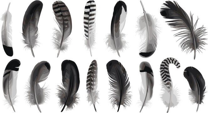 Fototapeta Realistic bird feather set, vector illustration, natural plumage design, black and white feathers, wildlife decorative isolated clipart, collection