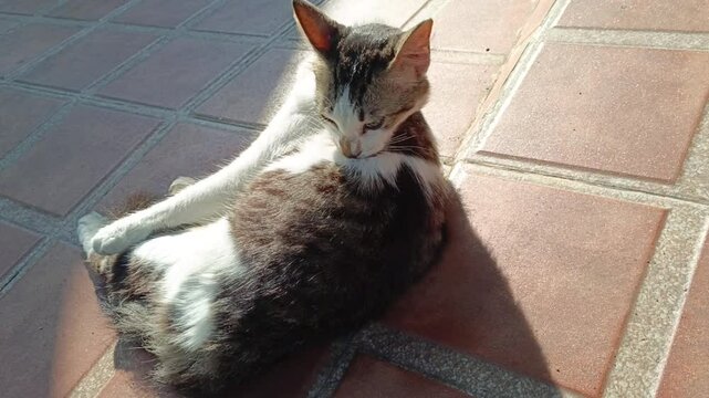 White-striped cat with long fur of domestic cat mix