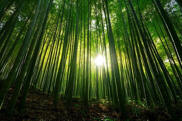 Fototapeta premium Sunlight shining through bamboo forest canopy creating a vibrant and serene atmosphere, nature