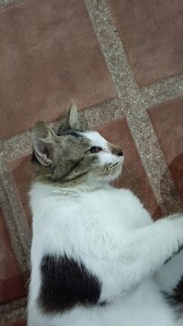 White-striped cat with long fur of domestic cat mix