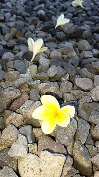 yellow frangipani flowers that have fallen on the pebbles
