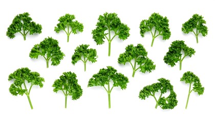 Fototapeta premium Fresh Parsley sprigs arranged