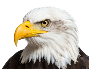 “Close-up Portrait of Bald Eagle with Fierce Gaze, isolated on a transparent background