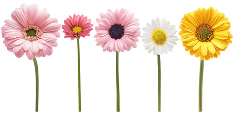Five vibrant flowers in various colors