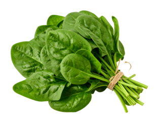 Fresh green spinach leaves tied with twine. Isolated transparent background