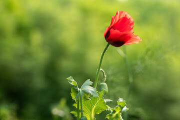 Papaver orientale, commonly known as Oriental Poppy