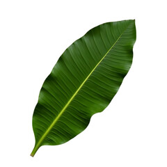 Vibrant Green Leaf Isolated on White Background
