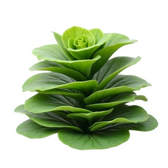 Beautiful Green Succulent Plant Isolated on White Background