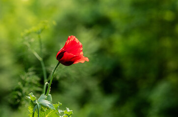 Papaver orientale, commonly known as Oriental Poppy