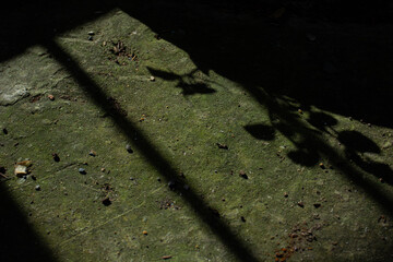 Shadow of leaves and dramatic light streaks on an old concrete floor. An abstract, moody,...