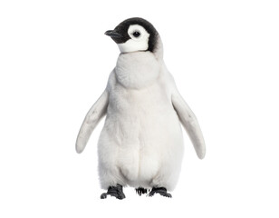 Obraz premium Adorable Emperor Penguin Chick Standing on Snow, isolated on a transparent background