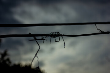 Silhouette of a tangled, dead vine on a power line against a moody, overcast sky. A minimalist,...