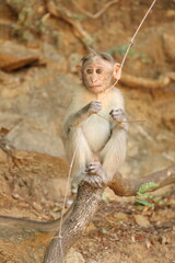 Baby monkey 