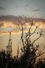 Fototapeta premium Birds in the sunset