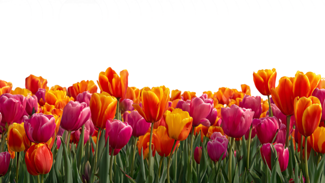 fresh tulip border isolated on transparent background.
