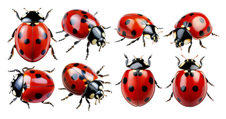 Colorful Ladybugs on Transparent Background for Nature and Insect Themes, isolated on transparent background