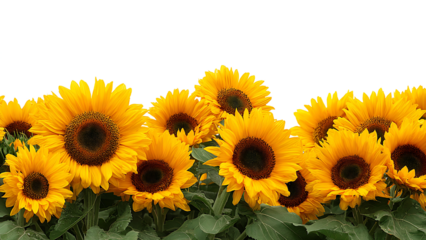 A row of bright yellow sunflowers stretches across the bottom of the frame, the background transparent.